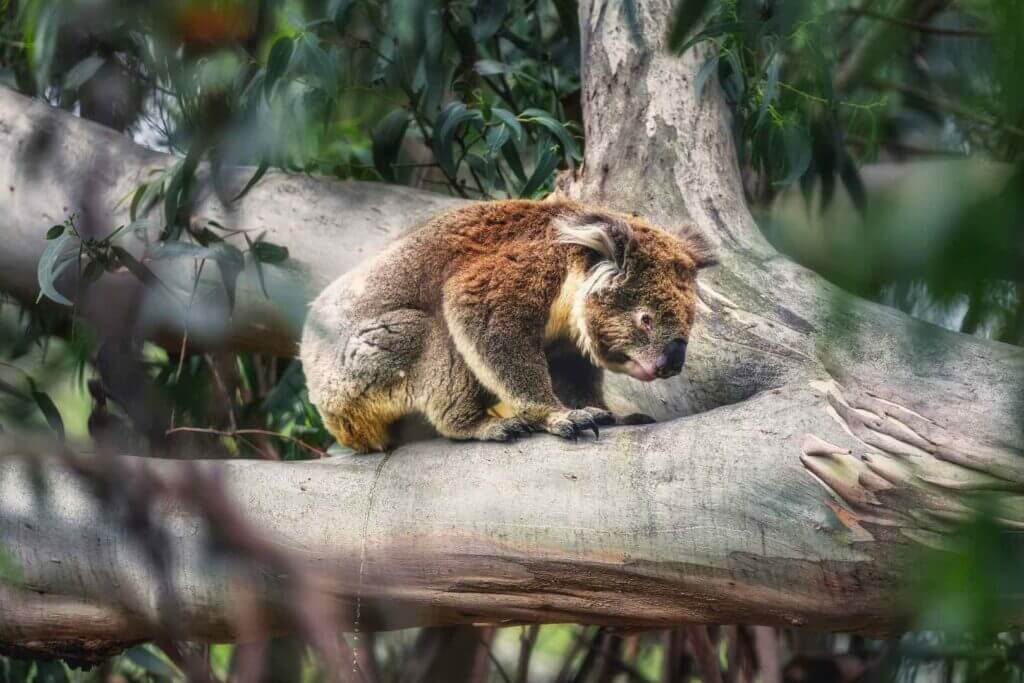 Koala in the wild, Australia