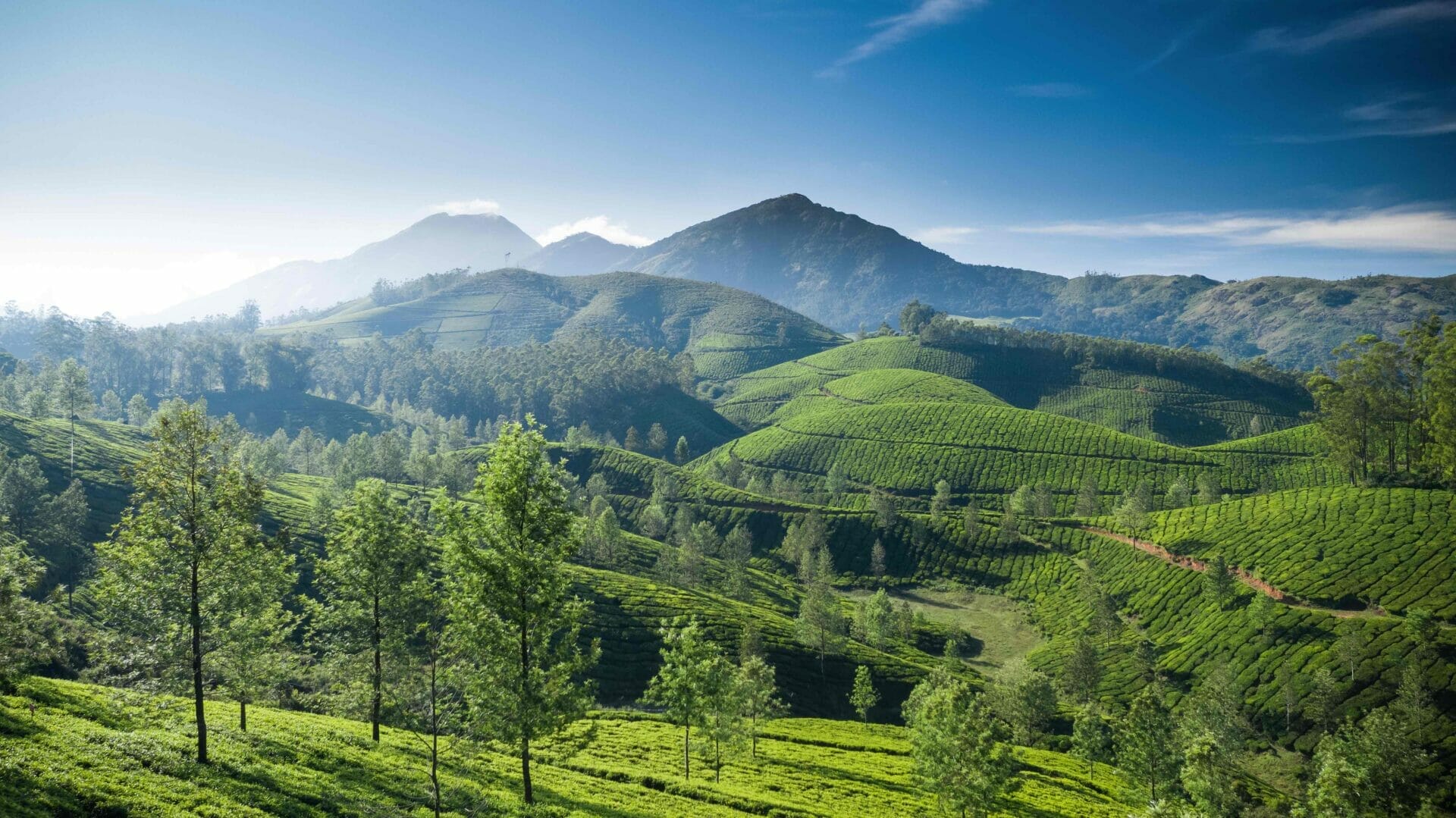 Best Places To Visit In October 2024 Northern Wanderers   Beautiful Tea Plantation Landscape In The Morning 2021 10 26 08 06 56 Utc 