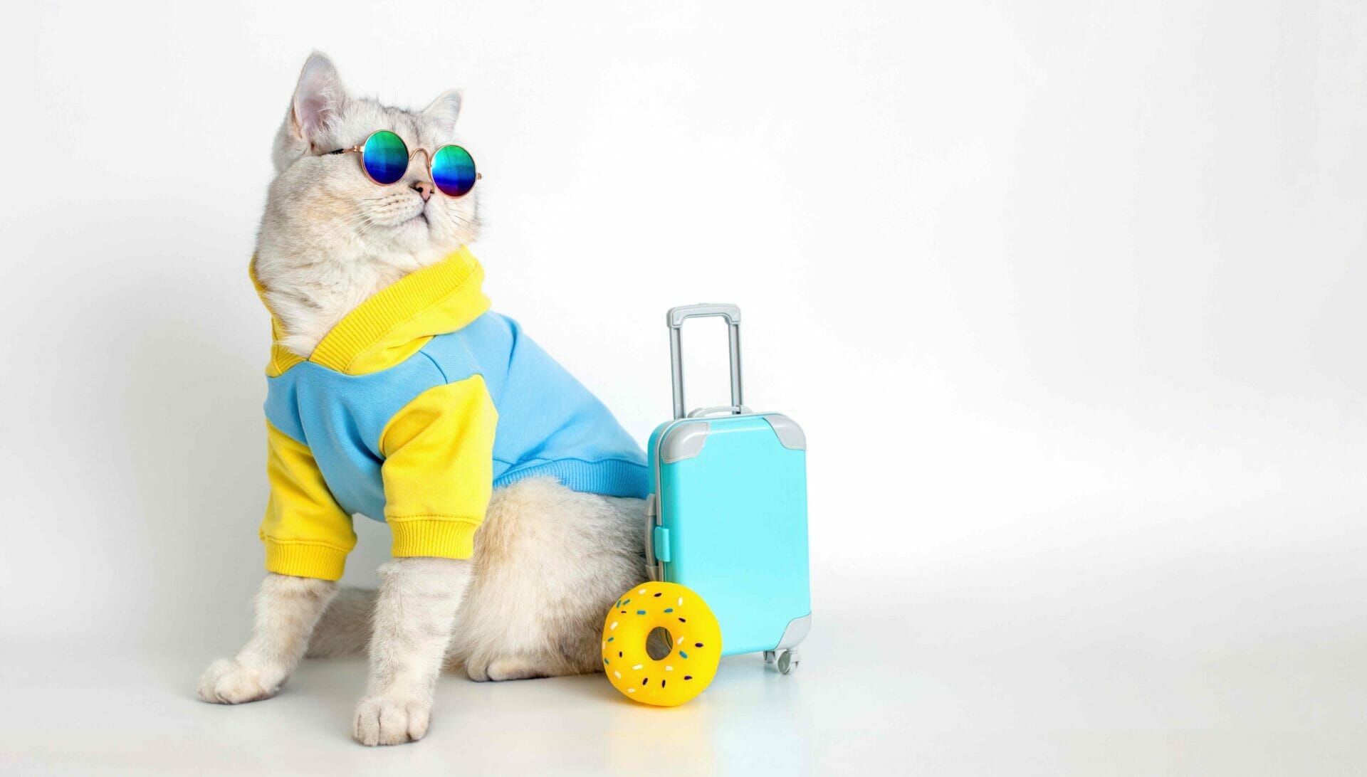 funny cat in a blue sweatshirt and sunglasses sit 2022 11 16 00 06 33 utc