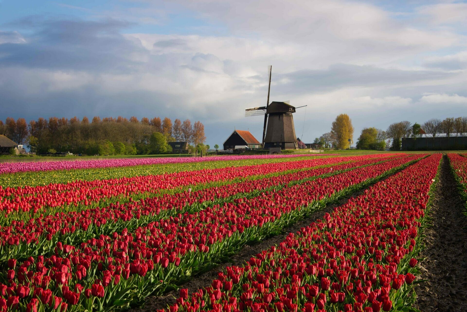 windmill with tulips under the spring sun 2021 08 26 15 45 48 utc