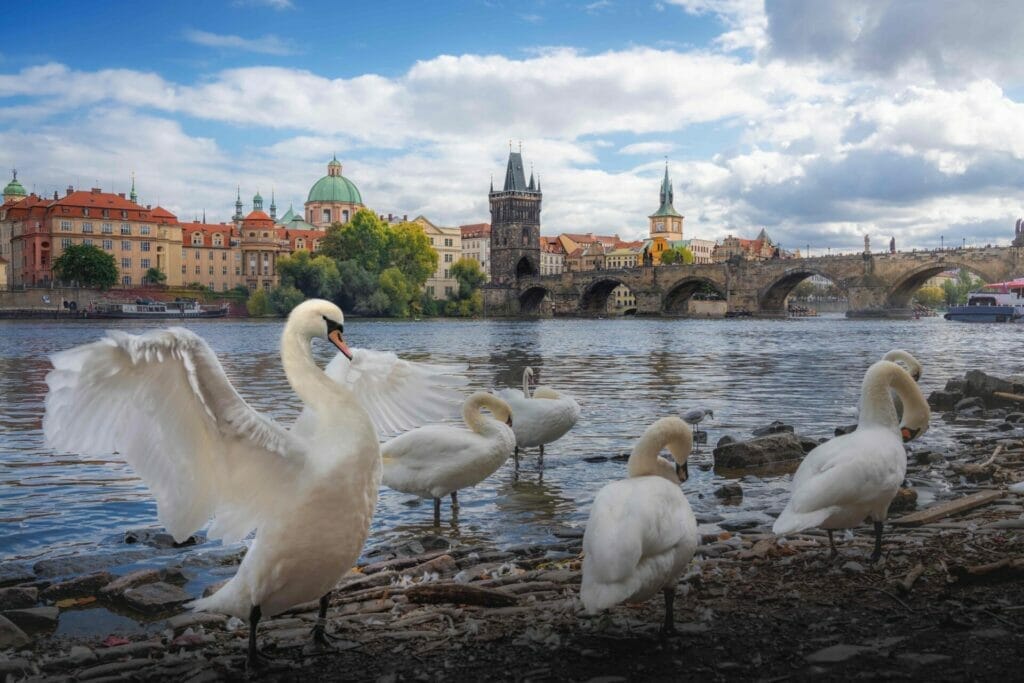 Prague , Charles Bridge with swans