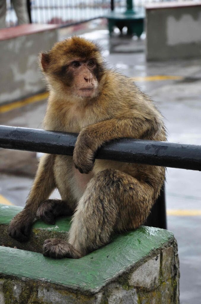 Monkey's of Gibraltar