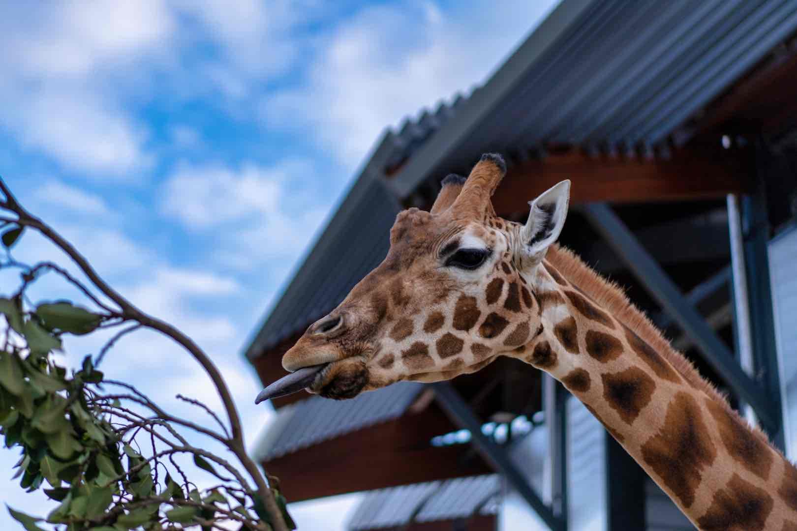 taronga zoo