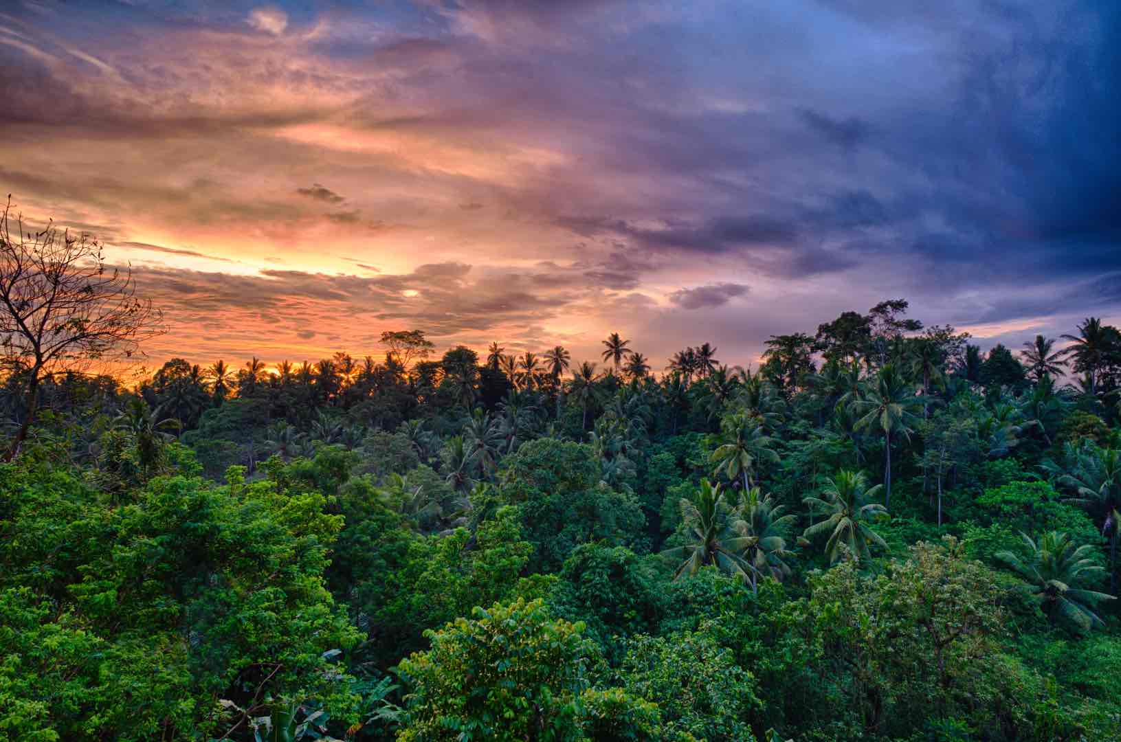 amazon rainforest view
