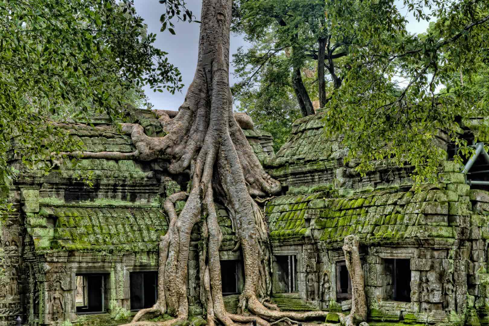 Angkor Wat temple taken over by nature
