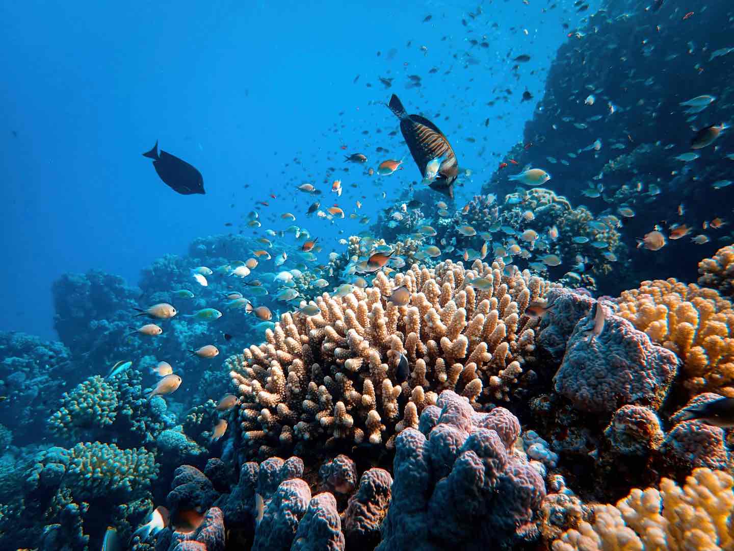 Australian coral reef