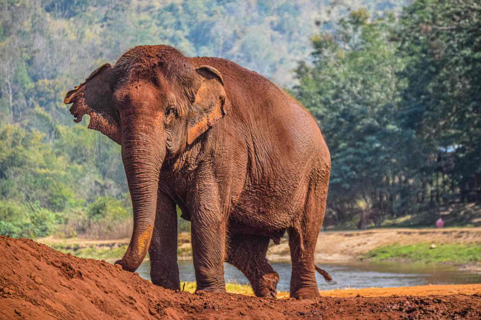 Elephant Sanctuary in Chaing Mai