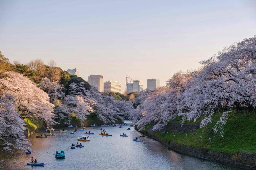 Japan's famous cherry blossom in Tokyo