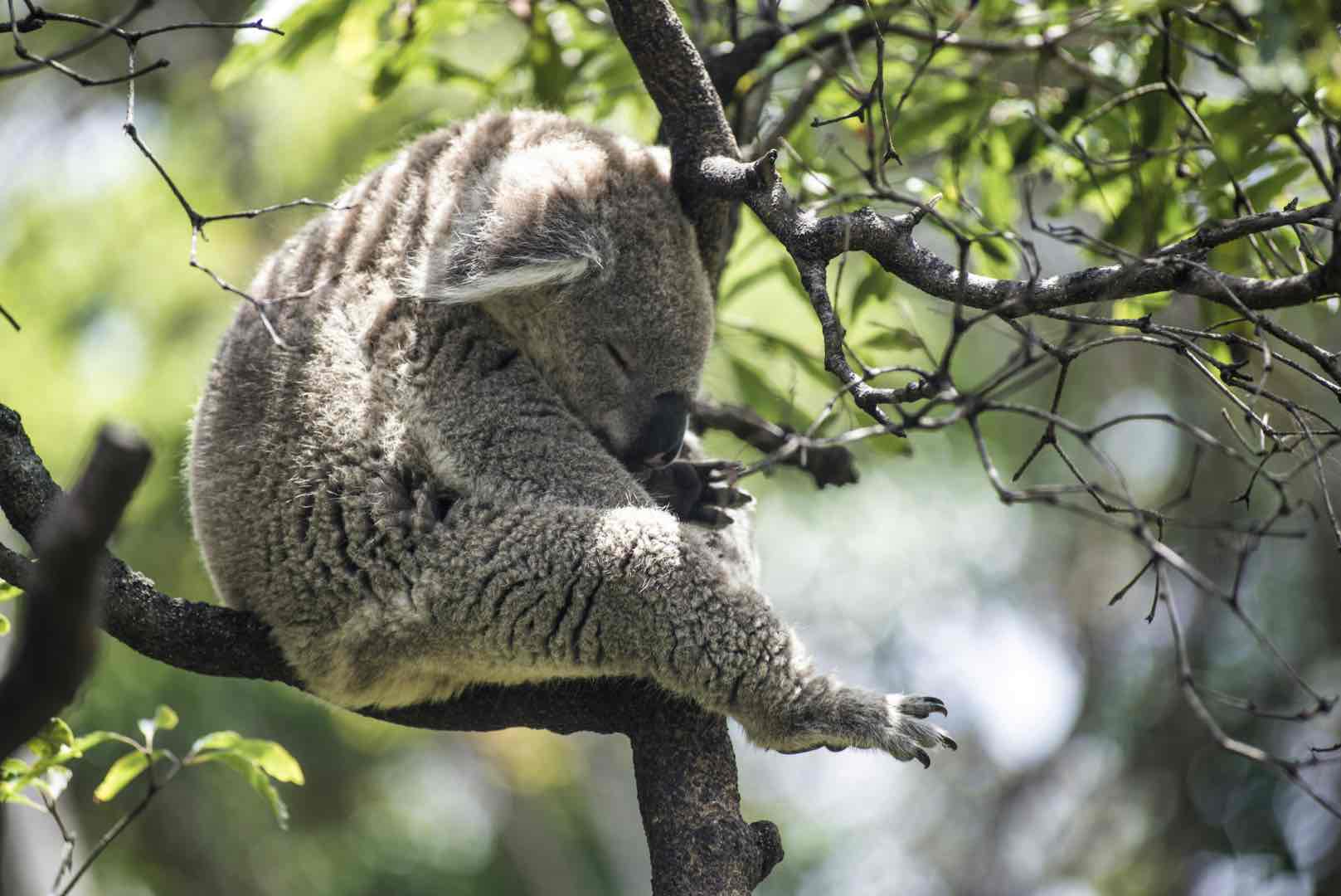 Kuwala Bear at Taronga zoo