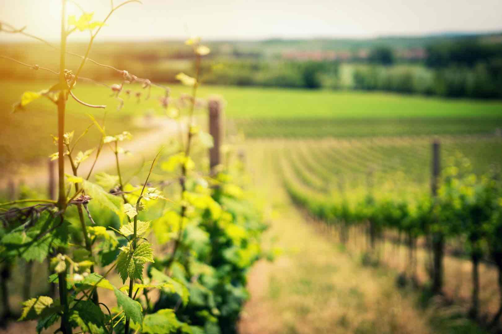 Maltese vineyard