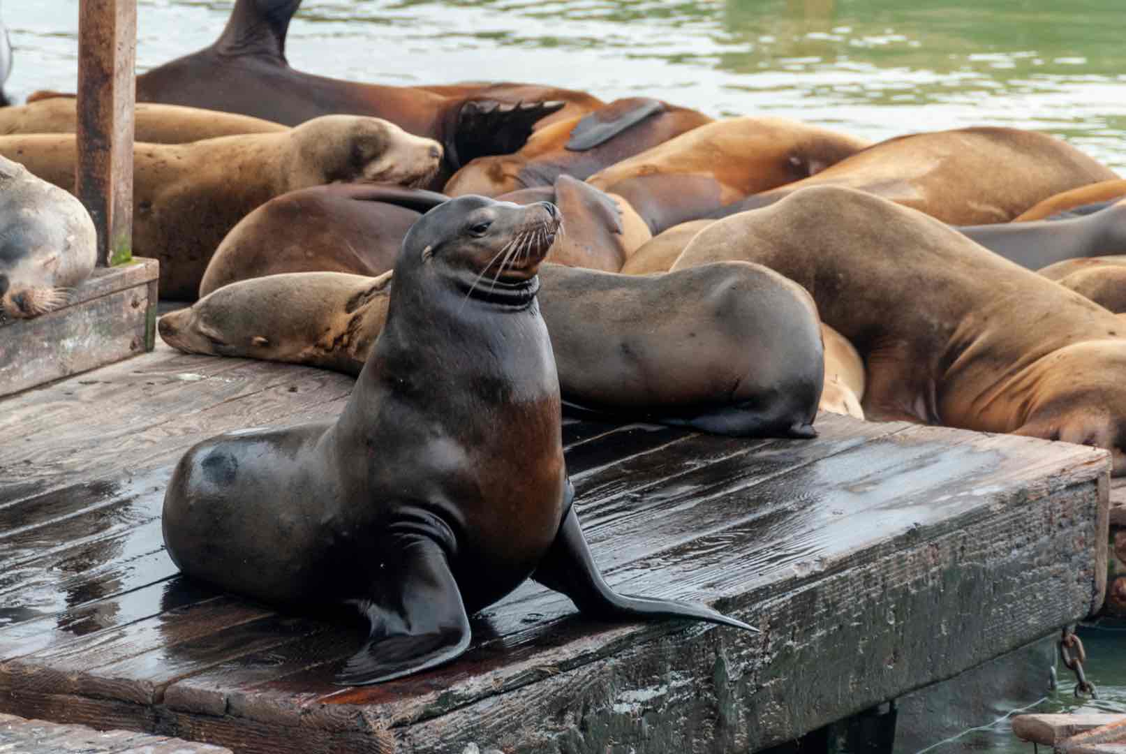 Pier 39 Sea Lion's