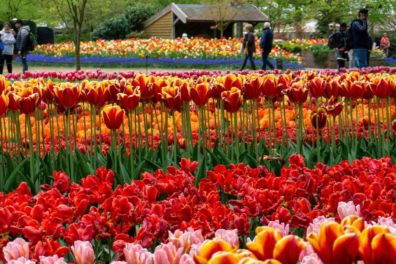 Tulip Fields Amsterdam