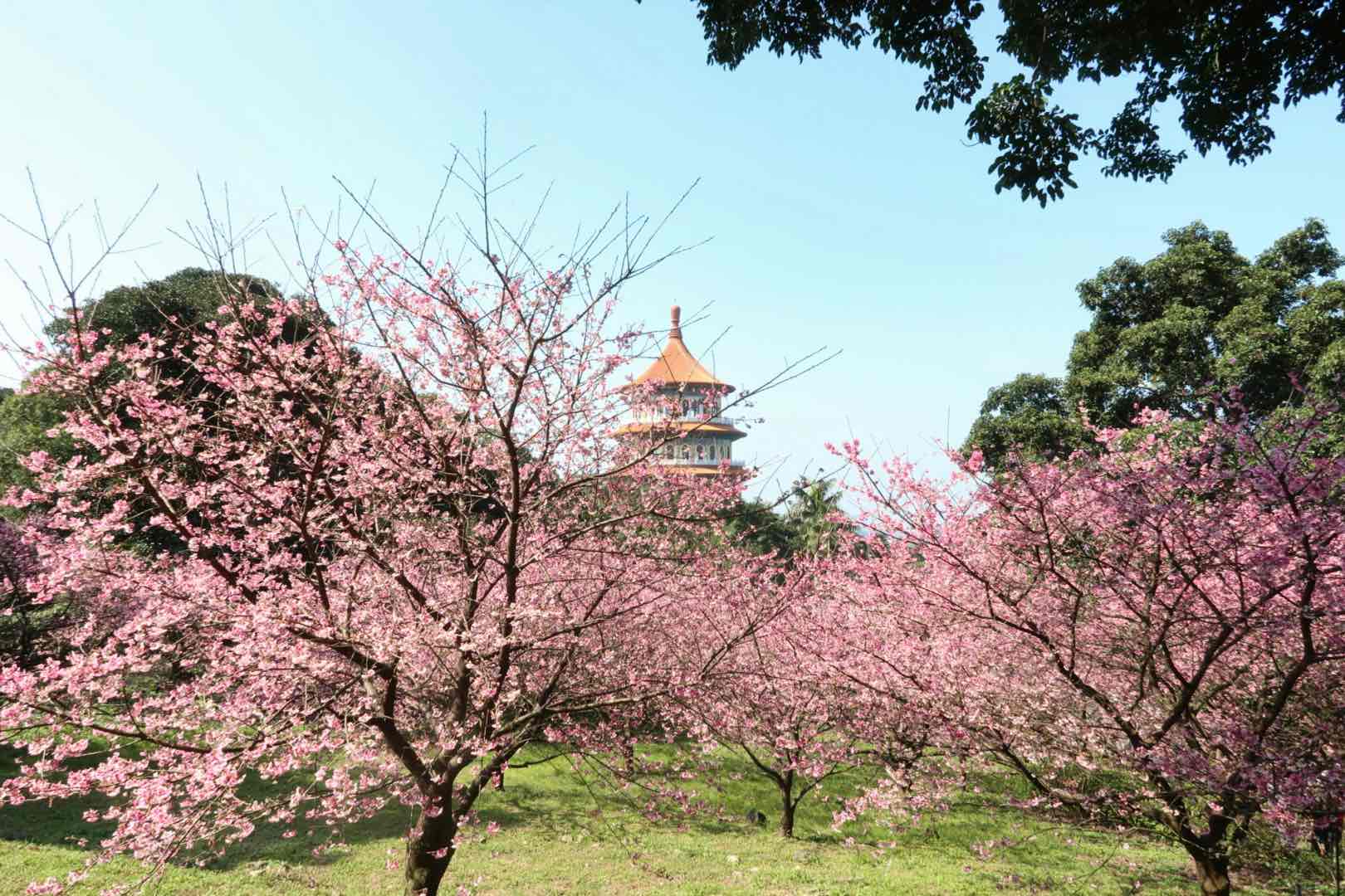 Cherry blossoms in Wuji Tianyuan Temple in Taiwan