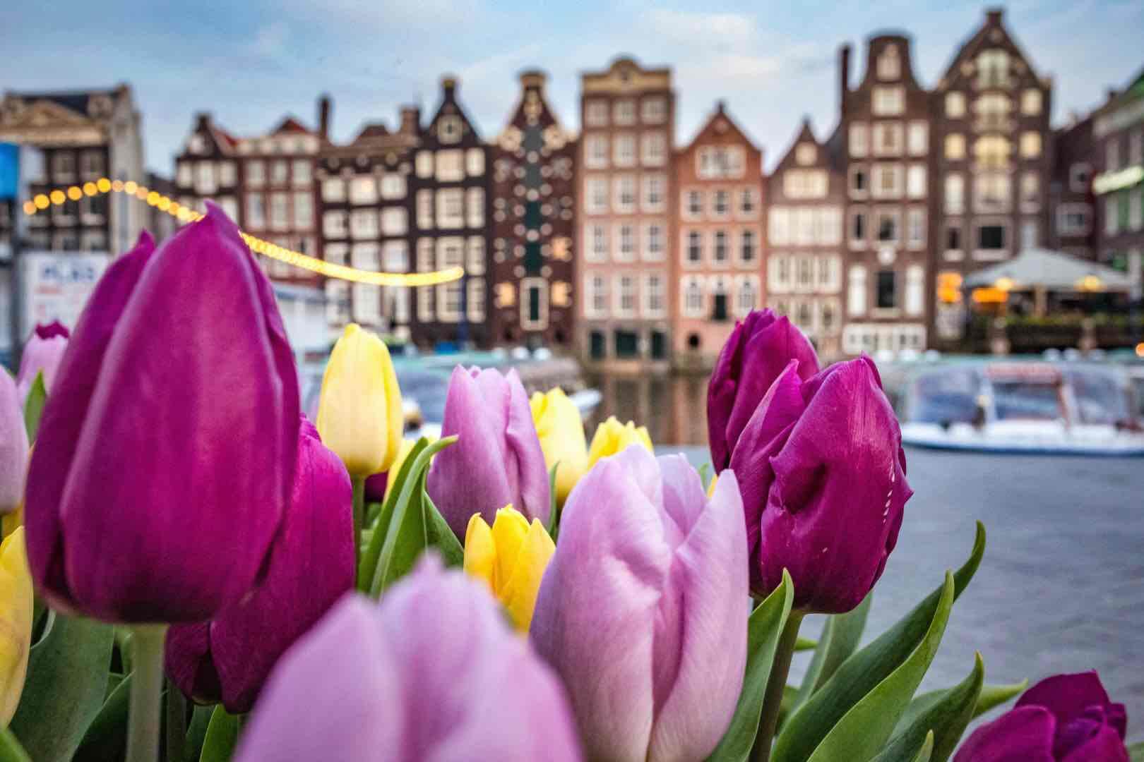 Tulips in Amsterdam.The Netherlands