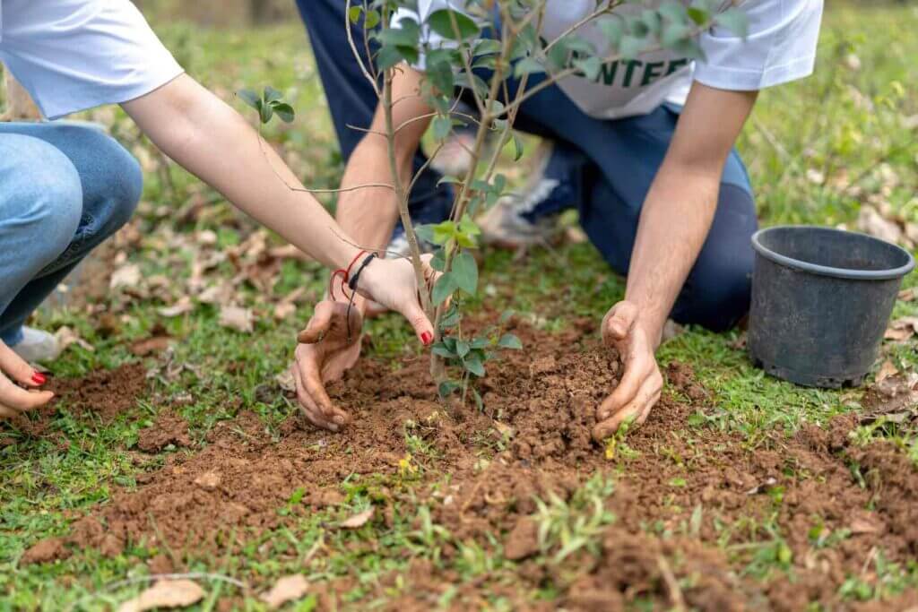 Volunteers planting a new tree.