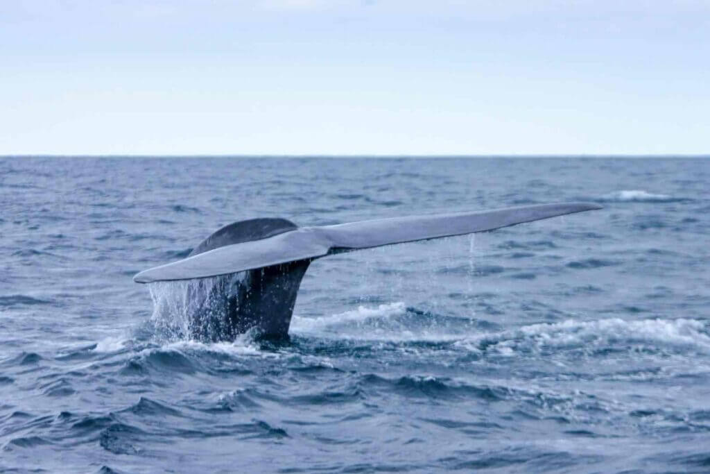 Whales sightings are common in the Azores, Portugal