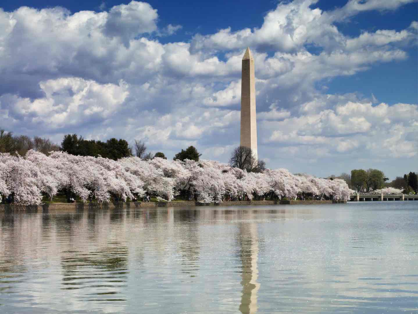 Washington Monument in spring, Washington, D.C.