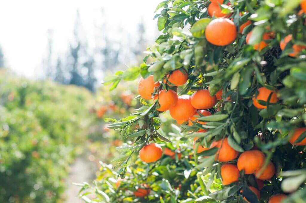 Orange Farming is popular
