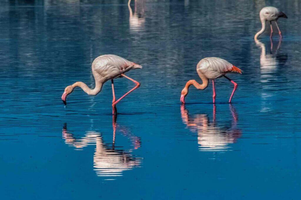 Flamingo's on Larnaca's Salt Lake