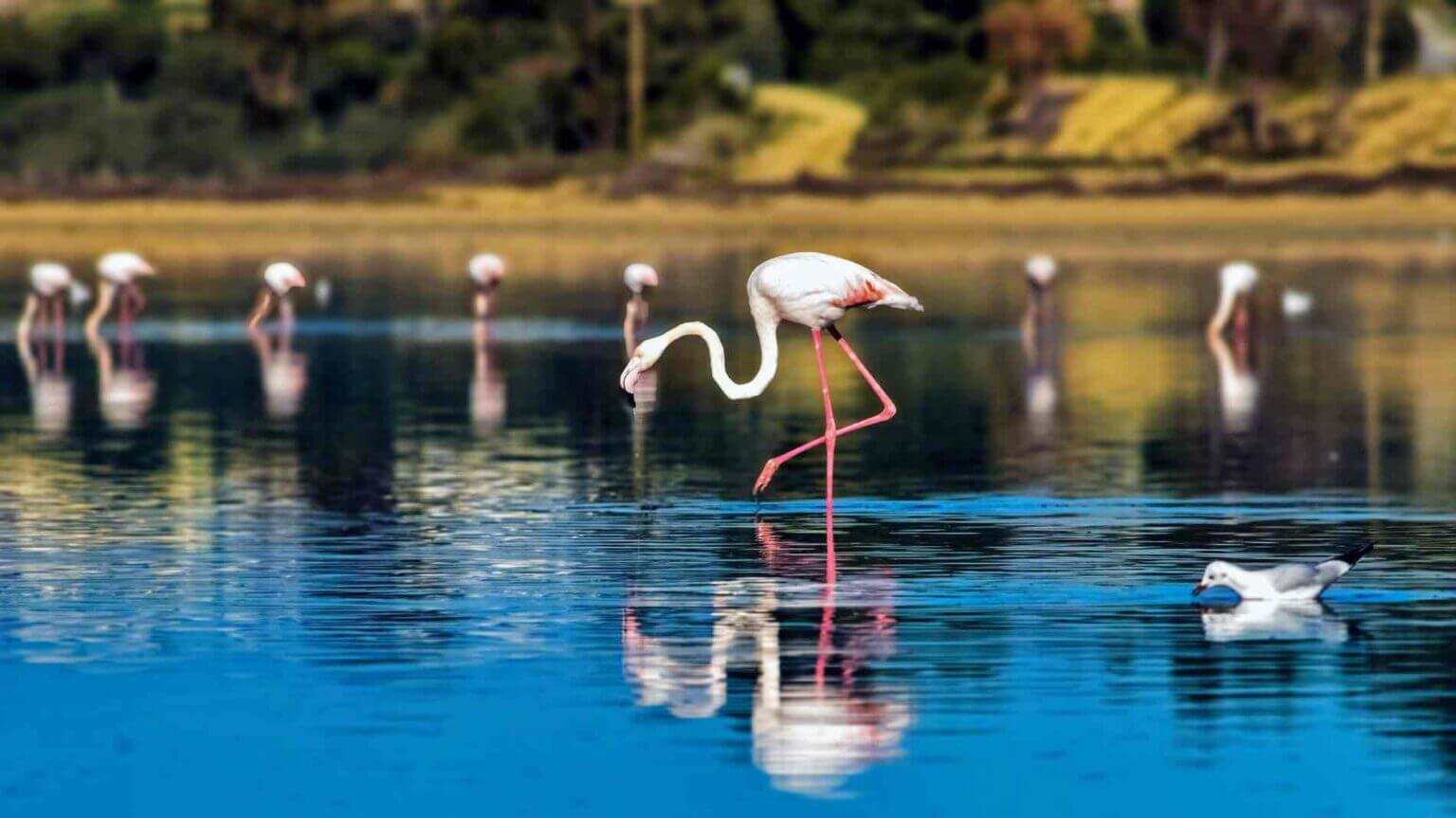 Larnaca's Salt Lake