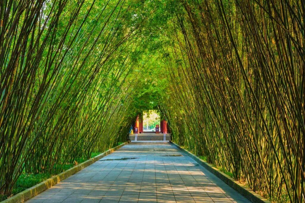 Arashiyama Bamboo Grove